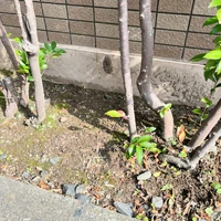 画像549