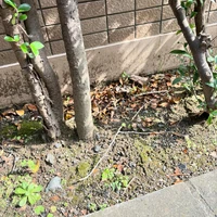 画像550