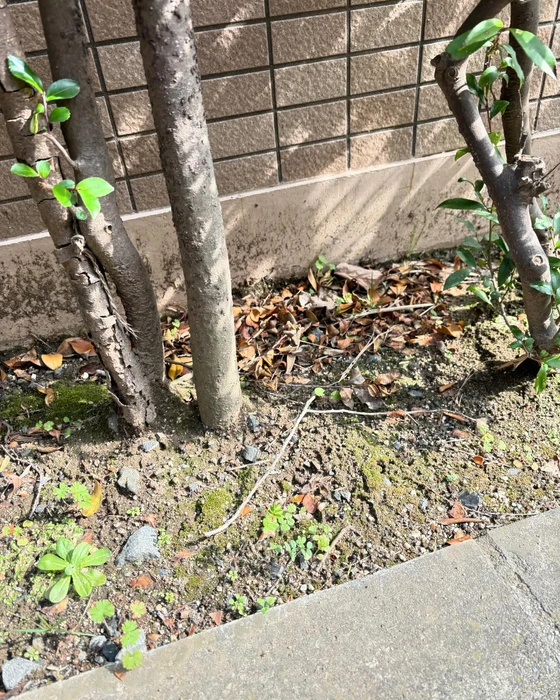 画像550